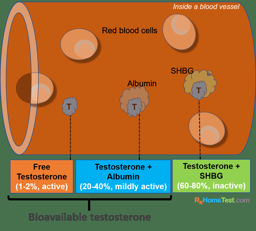 Inside a blood vessel: free testosterone (1-2%, active), albumin-bound (20-40%, mildly active), SHBG-bound (60-80%, inactive)