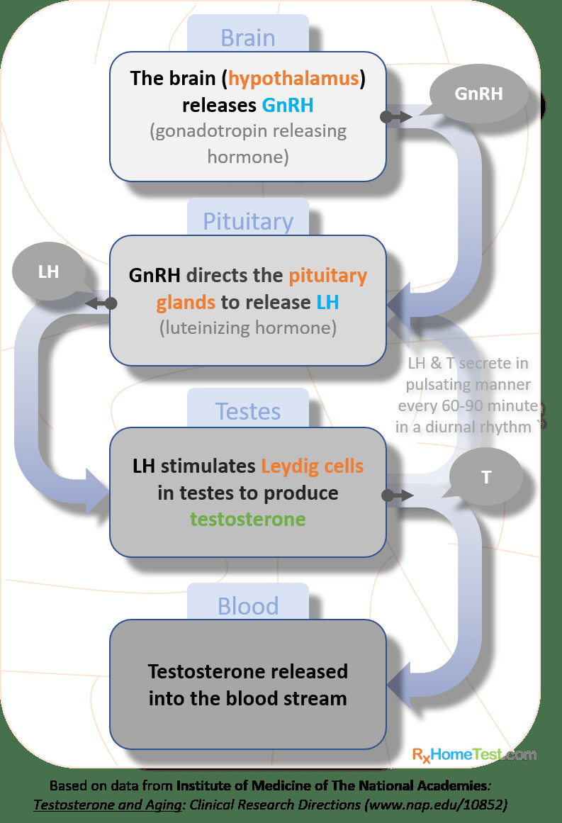 How testosterone is produced: hypothalamus releases GnRH, pituitary releases LH, Leydig cells in the testes produce testosterone into the blood