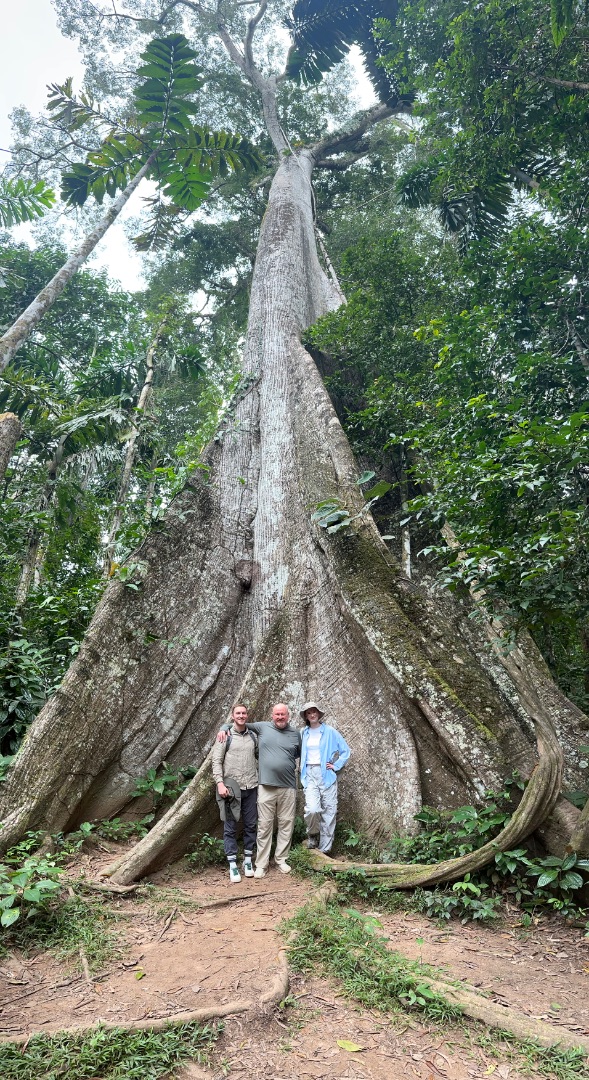 amazon: giant kapok tree
