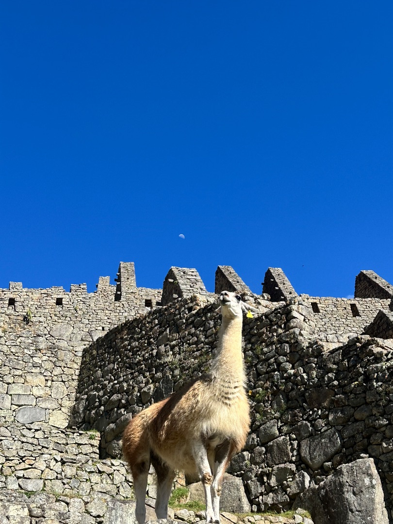 machu picchu: llama among the ruins