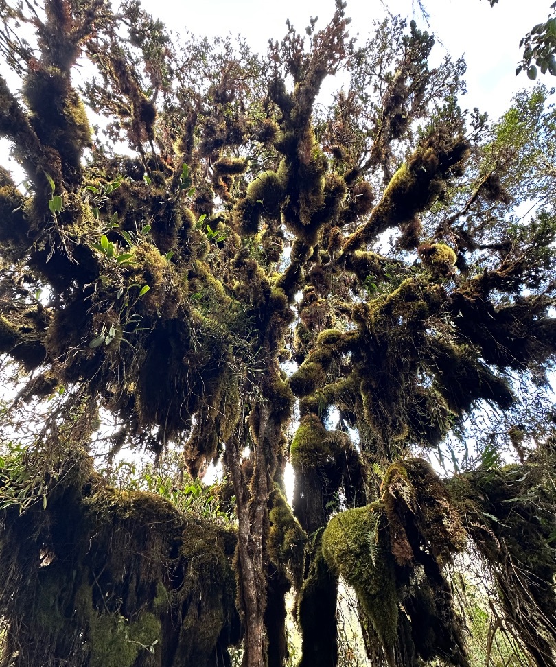 inca trail: mossy cloud-forest tree