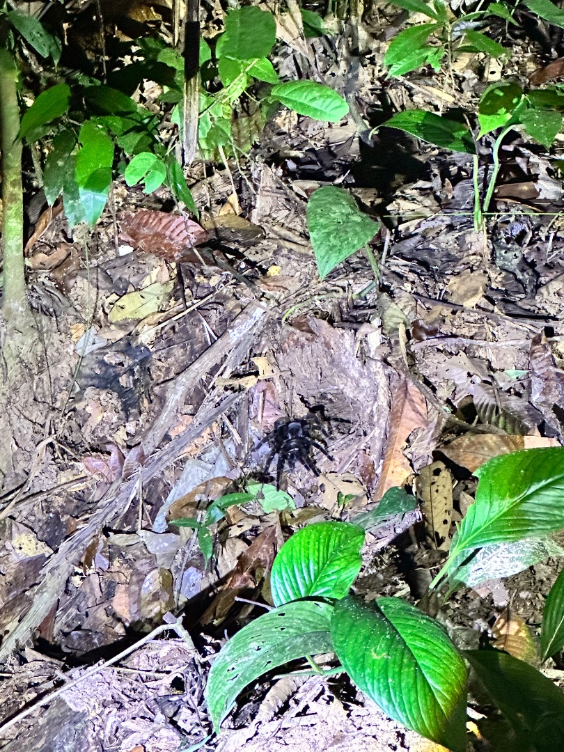 amazon: tarantula